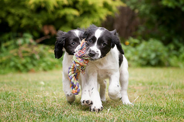 Two black and white puppies working as a team to carry rope two cute spaniel puppies retrieving a rope toy together two animals stock pictures, royalty-free photos & images