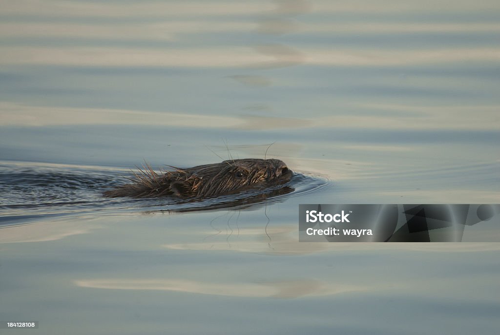 Der beaver - Lizenzfrei Biber Stock-Foto