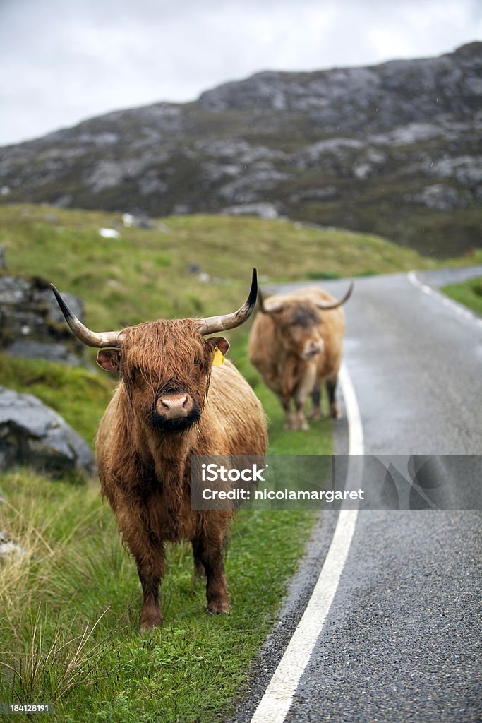 Hebridean ganado, hébridas exteriores, Escocia - Foto de stock de Vacuno de montaña libre de derechos