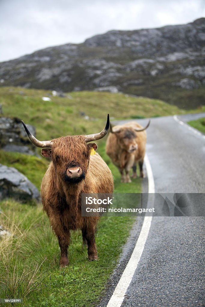 Vache Hebridean, îles Hébrides, Écosse - Photo de Vache des Highlands libre de droits