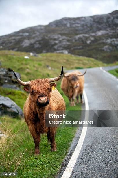 Photo libre de droit de Vache Hebridean Îles Hébrides Écosse banque d'images et plus d'images libres de droit de Vache des Highlands - Vache des Highlands, Route, Faune