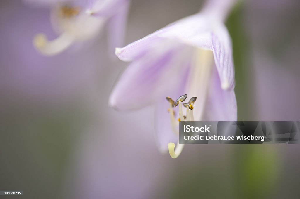 Plantas florescendo Hosta - Foto de stock de Beleza natural - Natureza royalty-free