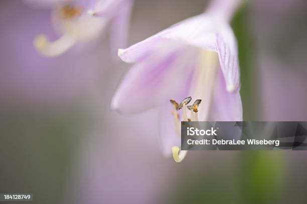 Foto de Plantas Florescendo Hosta e mais fotos de stock de Beleza natural - Natureza - Beleza natural - Natureza, Cabeça da flor, Caule