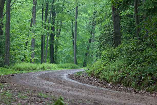 Winding Forest Road stock photo