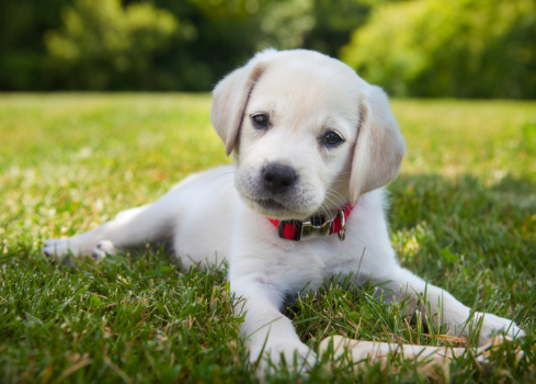An eight week old yellow Labrador Retriever puppy outdoors lying in the grass.