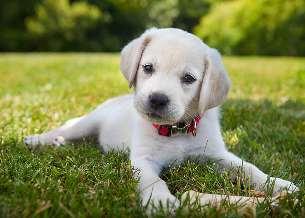 Yellow lab puppy outdoors stock photo