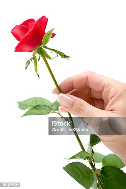 Sostiene Un Rosas Rojas Foto de stock y más banco de imágenes de Una rosa - Una rosa, Agarrar, Dar