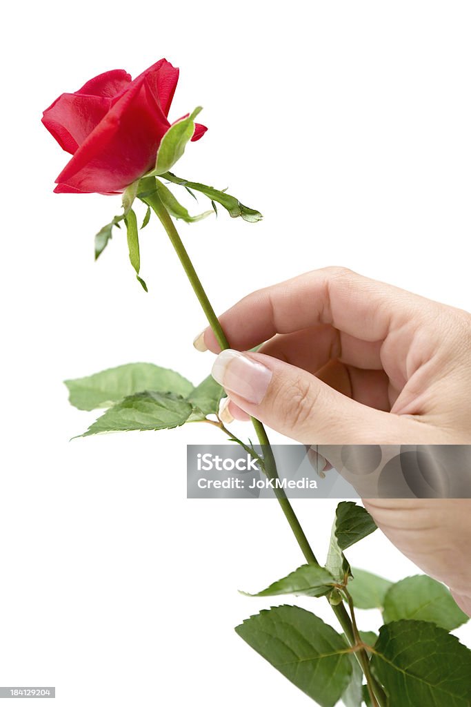 Segurando uma rosa vermelha - Royalty-free Uma rosa só Foto de stock