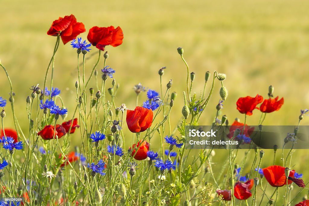 Poppies y cornflowers - Foto de stock de Aciano libre de derechos