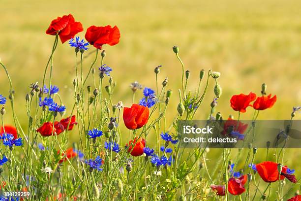 Poppies Y Cornflowers Foto de stock y más banco de imágenes de Aciano - Aciano, Amapola - Planta, Cebada