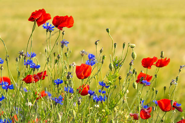 coquelicots et cornflowers - poppy flower field corn poppy photos et images de collection