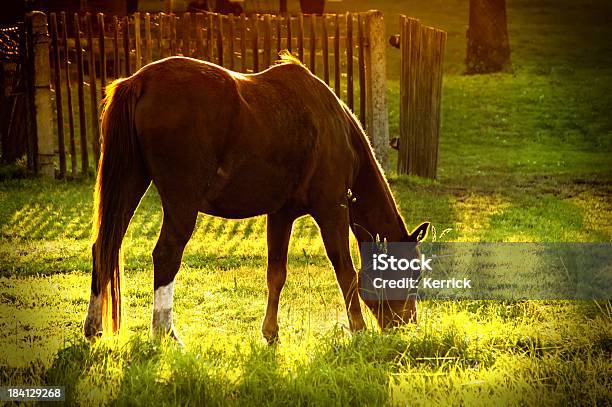 Photo libre de droit de Cheval Brun En Œuvre À Lautomne banque d'images et plus d'images libres de droit de Brouter - Brouter, Bétail, Cheval