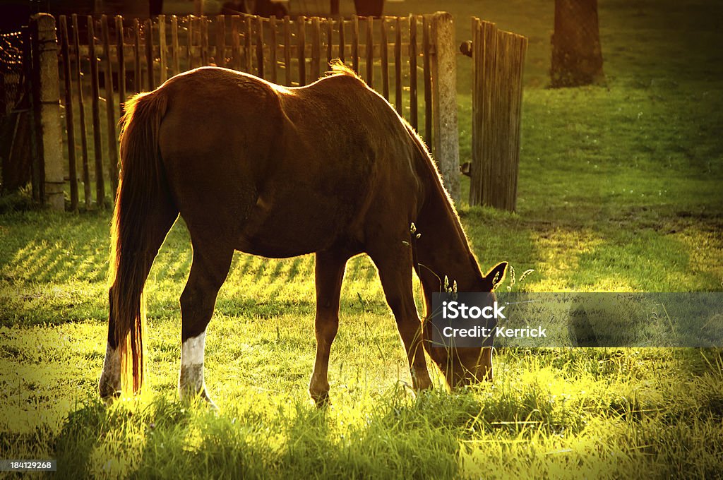 Cavalo castanho em retroiluminado, em queda - Royalty-free Animal Foto de stock