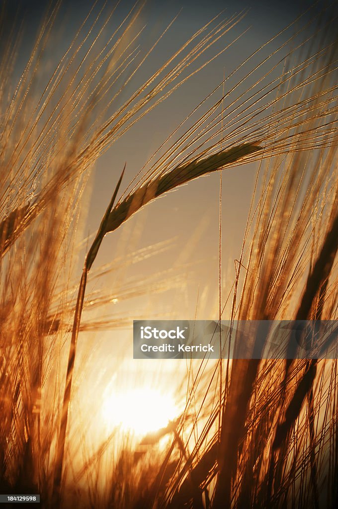 Junge Weizen im Sonnenuntergang - Lizenzfrei Feld Stock-Foto