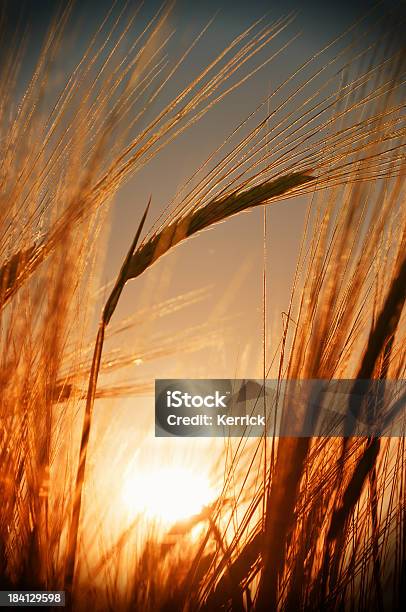 Junge Weizen Im Sonnenuntergang Stockfoto und mehr Bilder von Feld - Feld, Fotografie, Gegenlicht