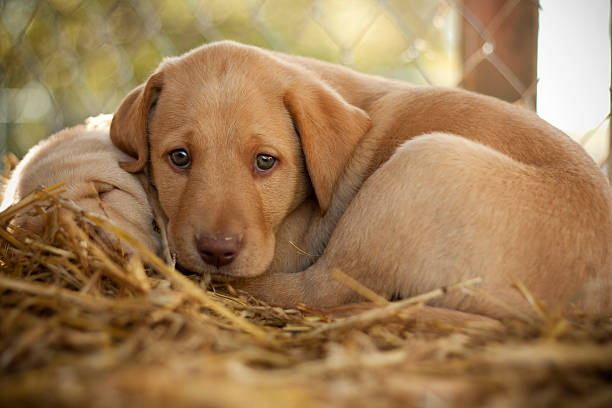 Yellow Labrador Retriever Puppy stock photo