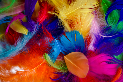 Colorful feathers as a background.