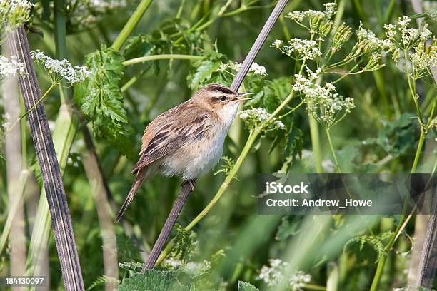 Sedge Warbler Stock Photo - Download Image Now - Animal, Animal Call, Animal Wildlife