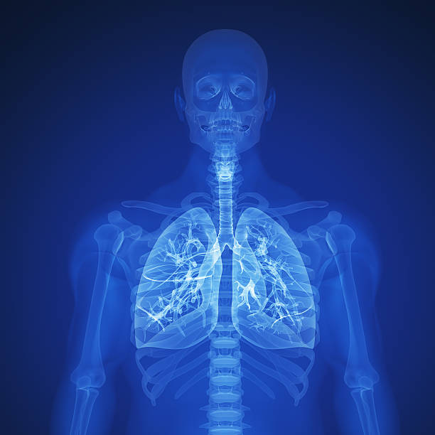 pulmão humano - human upper body xray imagens e fotografias de stock
