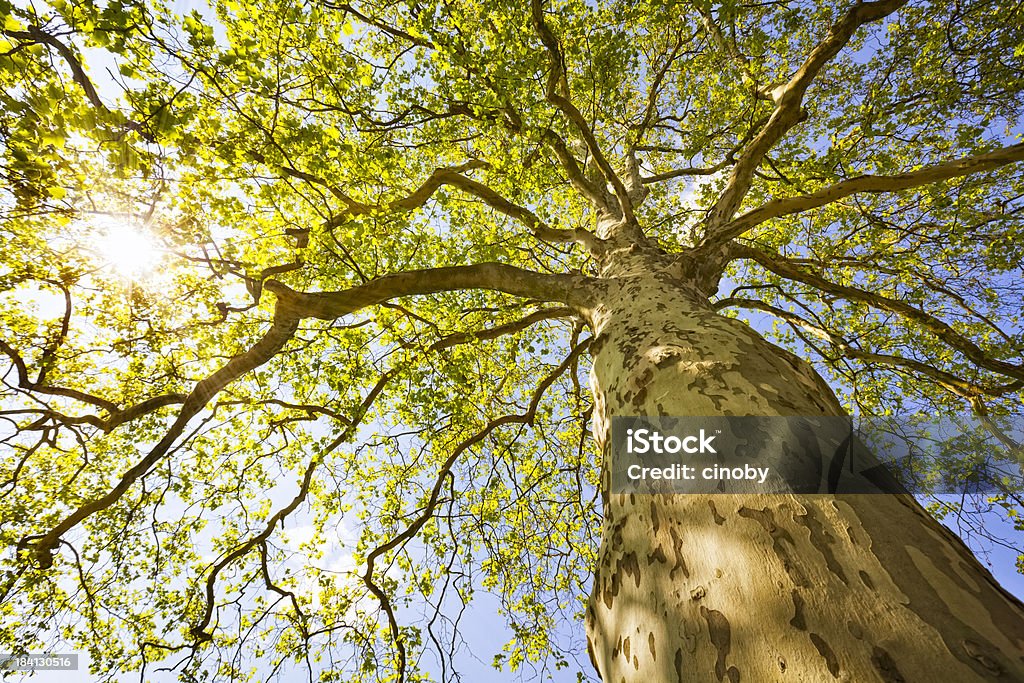 明るいのツリー - 樹木のロイヤリティフリーストックフォト
