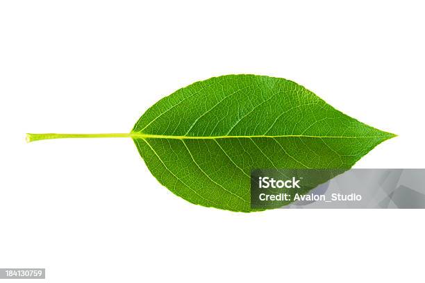 Green Leaf On A White Background Stock Photo - Download Image Now - Leaf, Green Color, Environmental Conservation
