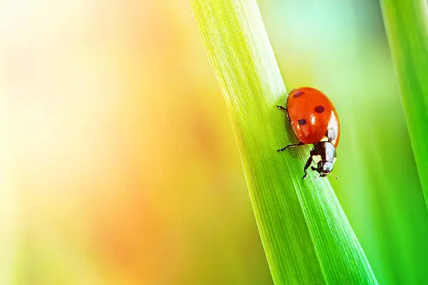 Photo of Ladybird on grass