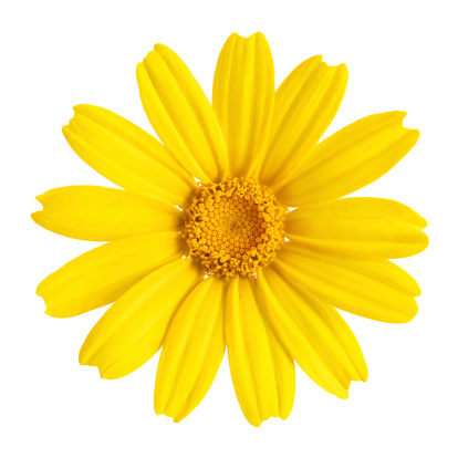 Yellow daisy on white background. Detailed clipping path included.More daisy on white: