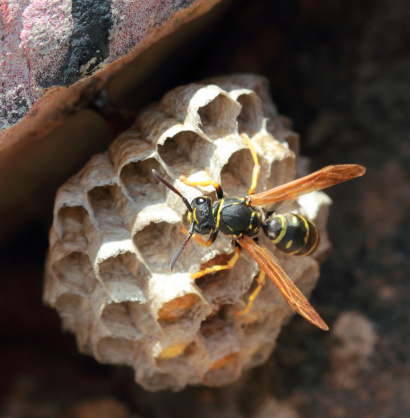 Wasp nest and guardian wasp.Videos