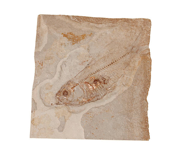istock Fish fossil on white background 184131511
