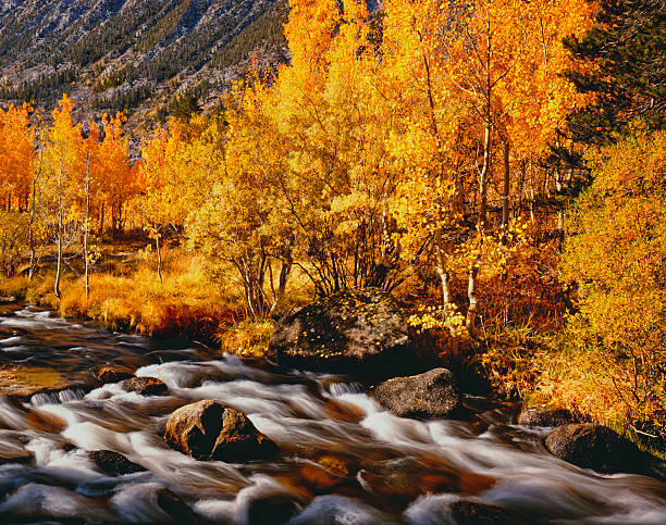 Autumn Aspen Trees Line Bishop Creek In The Sierra Nevada Mountains Near Bishop, CA
