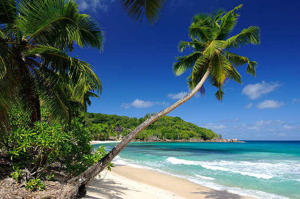 istock Hanging palm tree on the Seychelles 184131563