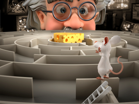 Smart laboratory mouse standing on top of the labyrinth wall and pointing the cheese leaving the scientist puzzled.