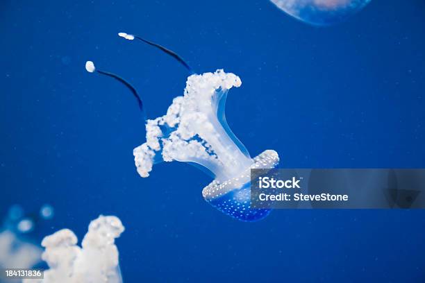 Blue Water And White Spotted Jellyfish Drifting In The Sea Stock Photo - Download Image Now