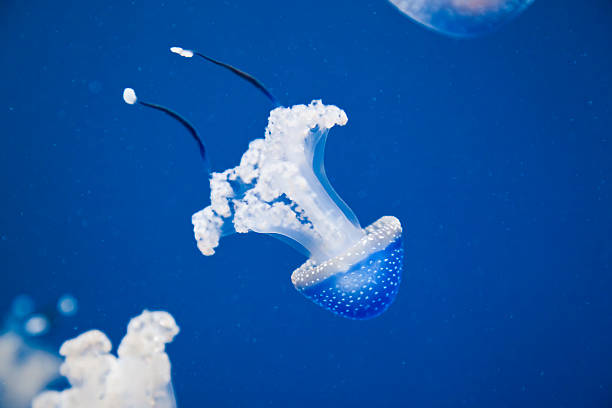 azul água e phyllorhiza punctata velocidade no mar - white spotted jellyfish imagens e fotografias de stock