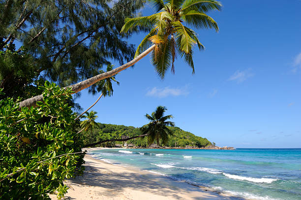 istock Hanging palm trees at Takamaka Beach 184131886