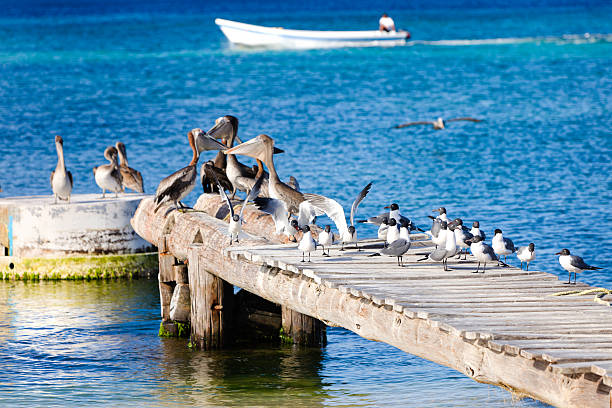 istock Flock of pelicans and seaguls o a dock 184131940