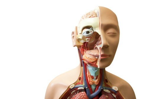 Plastic anatomy model used to teach medical students about the body's organs.
