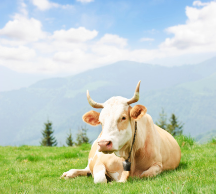 Kühe auf der Weide in Südtirol