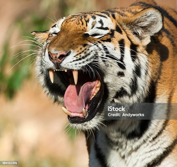 Roaring Männliche Tiger Stockfoto und mehr Bilder von Tiergebrüll - Tiergebrüll, Tiger, Einzelnes Tier