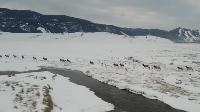 A low-flying 4K drone shot of a massive herd of Elk, running and crossing a river together as a group over the plains of Grand Teton National Park, just north of Jackson, Wyoming.