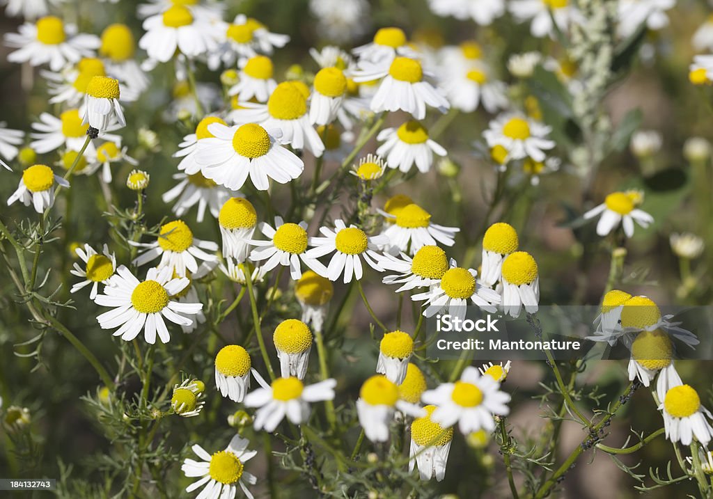 Perfumado Mayweed (Matricaria recutita - Foto de stock de Aire libre libre de derechos