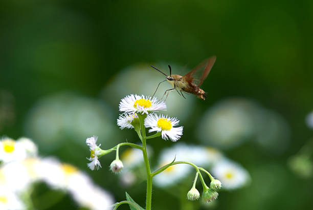 Sphinx Moth feeding on Flowers stock photo