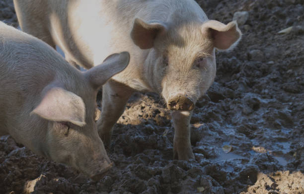 istock Pigs in the mud 1841329939