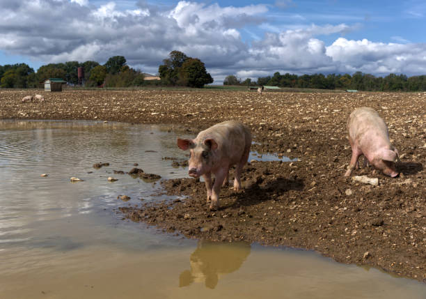 istock Pigs at the pond 1841329940
