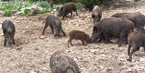 Family of wild pigs