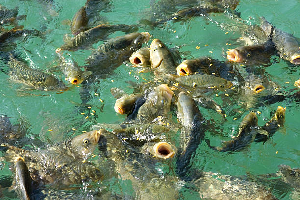 Fish feeding