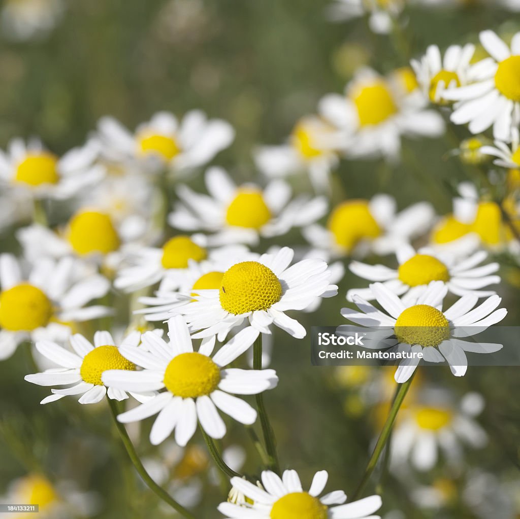 Parfumée Mayweed (Matricaria recutita - Photo de Beauté de la nature libre de droits