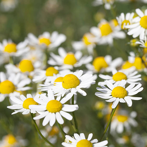 ароматический mayweed (matricaria recutita - chamomile plant chamomile german chamomile annual стоковые фото и изображения