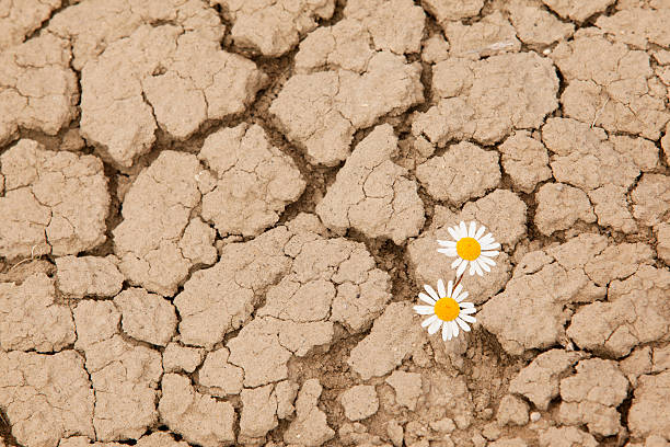 istock Dry cracked earth with two daisy flowers 184134316
