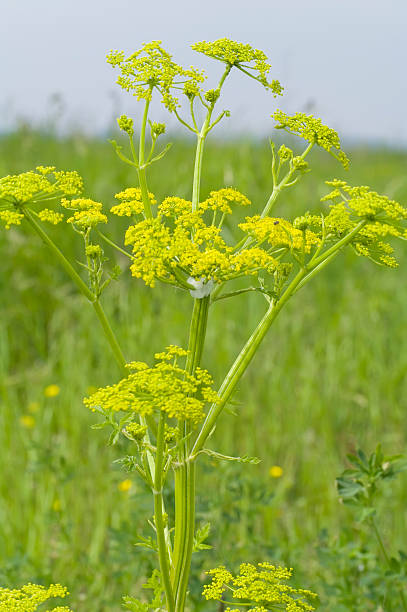 lubczyku (levisticum officinale) - levisticum officinale zdjęcia i obrazy z banku zdjęć